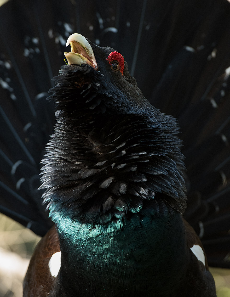 Capercaillie